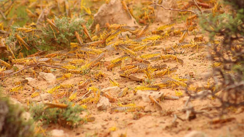 New Locusts Bulk up in Somalia as the Country Braces for another Plague locusts