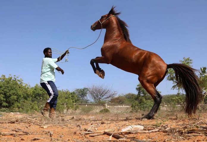 Mogadishu first horse riding stable
